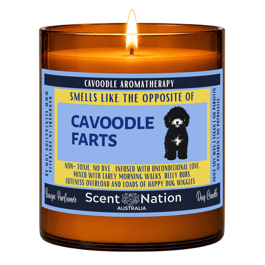 Cavoodle gifts Australia – Cavoodle Farts dog fart candle: lit Large 285 g soy candle in an amber jar, blue and yellow ‘Smells like the opposite of Cavoodle farts’ label, Scent Nation Australia