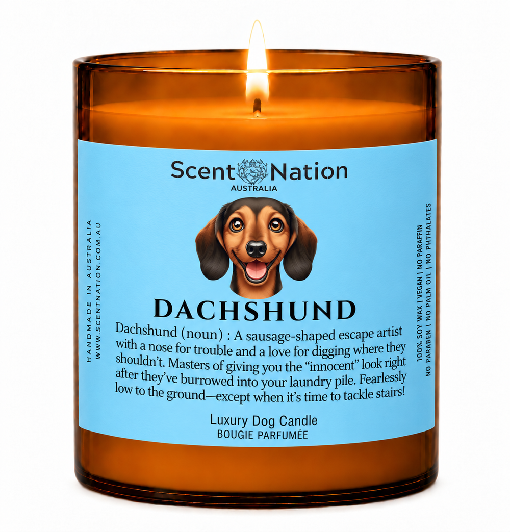 Dachshund gifts Australia - The Dachshund Candle, a Large 285g amber soy candle with a blue Dachshund (noun) label, smiling sausage dog portrait and funny definition, lit on white